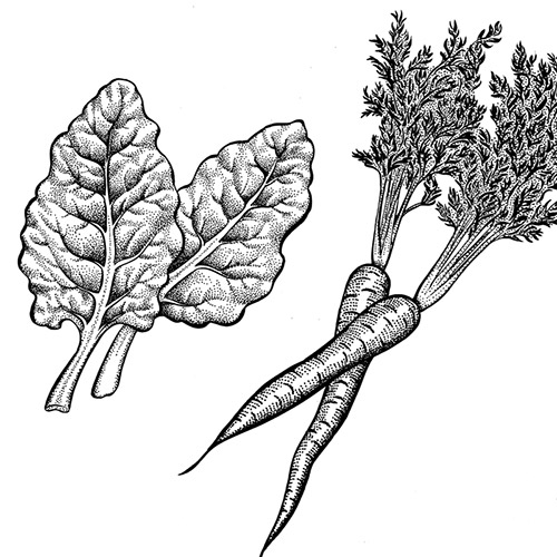 Vegetable Drawings